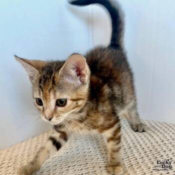 Domestic Short Hair Cats Available for Adoption - Holland | PetCurious