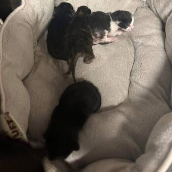 Rescue Domestic Short Hair Cats for Adoption in Madison, Wisconsin - Fairburn | PetCurious