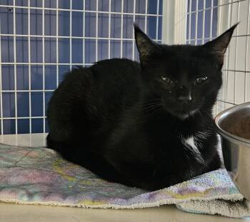 Clefairy -  Domestic Short Hair Cat for Adoption in Claremont, New Hampshire - Clefairy | PetCurious