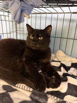 Domestic Short Hair Cats Available for Adoption in Beatrice, Nebraska - Sheldon | PetCurious