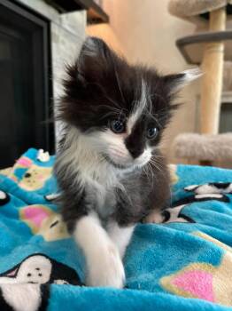 Sabrina -  Domestic Long Hair Cat for Adoption in Lodi, California - Sabrina | PetCurious