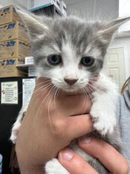 Marilyn Monroe -  Domestic Short Hair Cat for Adoption in Pomona, New York - Marilyn Monroe | PetCurious