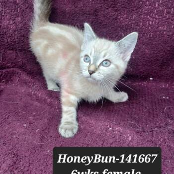 Honeybun -  Siamese Cat for Adoption in New Tazewell, Tennessee - Honeybun | PetCurious