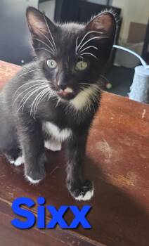 Rescue American Shorthair Cats for Adoption in Massillon, Ohio - Sixx | PetCurious