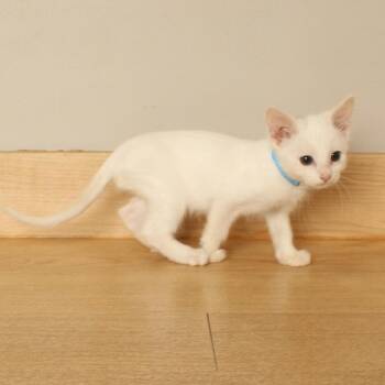 Chickpea C70720 -  Domestic Short Hair Cat for Adoption in Minnetonka, Minnesota - Chickpea C70720 | PetCurious