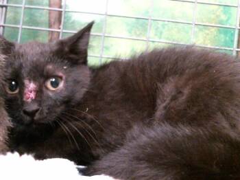 ASPEN -  Domestic Short Hair Cat for Adoption in Houston, Texas - ASPEN | PetCurious