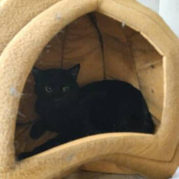 Jaz -  Domestic Short Hair Cat for Adoption in Conway, New Hampshire - Jaz | PetCurious
