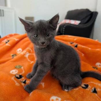 Julep -  Domestic Short Hair Cat for Adoption in Dallas, Texas - Julep | PetCurious