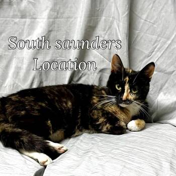 Zelda -  Domestic Short Hair Cat for Adoption in Raleigh, North Carolina - Zelda | PetCurious