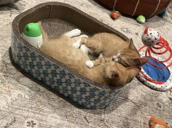 Carson -  Domestic Short Hair Cat for Adoption - Carson | PetCurious