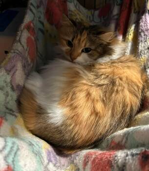 Calico and Domestic Long Hair Cats Available for Adoption in Gladstone, Oregon - Odette | PetCurious
