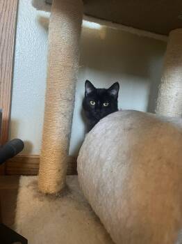 Domestic Short Hair Cats Available for Adoption in Grand Forks, North Dakota - RAVEN | PetCurious