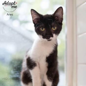 Rescue Domestic Short Hair Cats for Adoption in Ballwin, Missouri - Aries | PetCurious