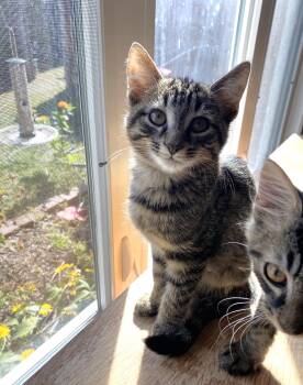 Rescue Tabby Cats for Adoption in New Albany, Ohio - Buddy | PetCurious