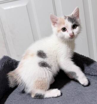 American Bobtail Cats Available for Adoption in Lawrenceville, Georgia - Darcy And Nutella | PetCurious