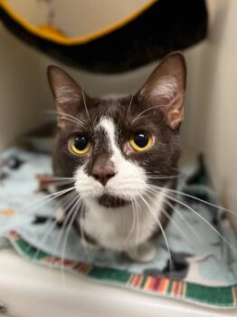 Rescue Domestic Short Hair Cats for Adoption in Menomonie, Wisconsin - Ozzy | PetCurious