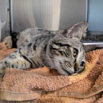 Serrano -  Domestic Short Hair Cat for Adoption in Asheville, North Carolina - Serrano | PetCurious