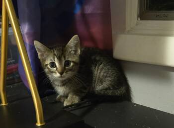 Sushi -  Domestic Short Hair Cat for Adoption in Roxbury Township, New Jersey - Sushi | PetCurious