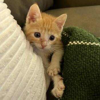 Hugsy 12 -  Domestic Short Hair Cat for Adoption in Austin, Texas - Hugsy 12 | PetCurious