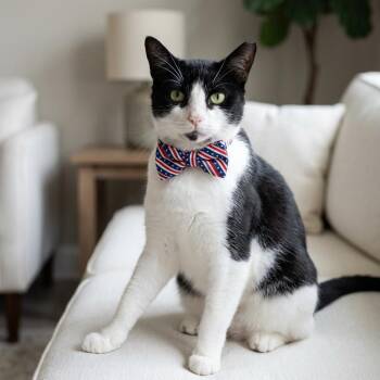 Tommy the Gentlemen -  Domestic Short Hair Cat for Adoption in Buffalo, New York - Tommy The Gentlemen | PetCurious