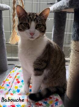 Domestic Short Hair Cats Available for Adoption in Urbana, Ohio - Babouche | PetCurious