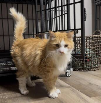 Archie -  Maine Coon and Domestic Long Hair Cat for Adoption in Pocatello, Idaho - Archie | PetCurious
