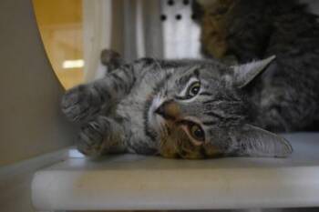Bagel -  Domestic Short Hair Cat for Adoption in Kansas City, Missouri - Bagel | PetCurious