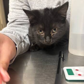 Rescue Domestic Short Hair Cats for Adoption in Pekin, Illinois - Mandy | PetCurious