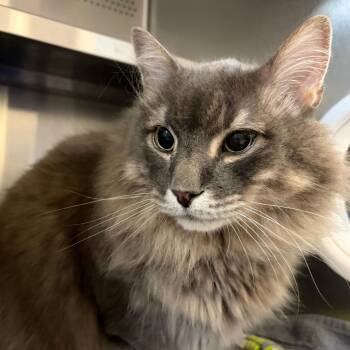 Slatr -  Domestic Medium Hair Cat for Adoption in Sarasota, Florida - Slatr | PetCurious