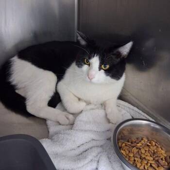 Domestic Short Hair Cats Available for Adoption in Lake Havasu City, Arizona - Sylvester | PetCurious