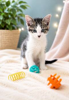 Jose Jalapeno -  Domestic Short Hair Cat for Adoption in Mobile, Alabama - Jose Jalapeno | PetCurious