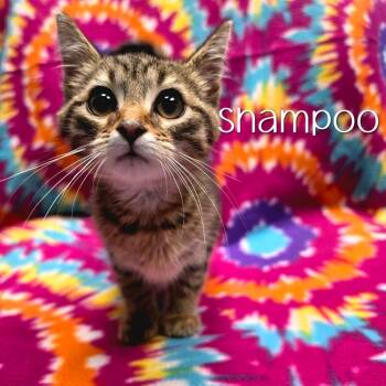 Shampoo -  Domestic Short Hair Cat for Adoption in Parkersburg, West Virginia - Shampoo | PetCurious