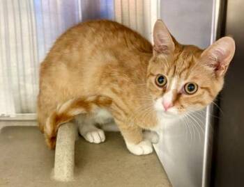 Rescue Domestic Short Hair Cats for Adoption in Virginia Beach, Virginia - 179270 Johnny Gemstone | PetCurious