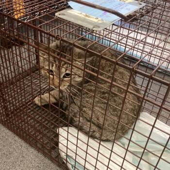 Domestic Short Hair Cats Available for Adoption in Montgomery, Alabama - Chief Grayboys | PetCurious