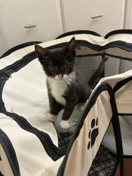 Thin Mint -  Domestic Short Hair Cat Available for Adoption in Davis, California - Thin Mint | PetCurious