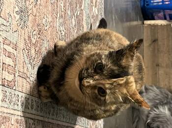 Rescue American Shorthair Cats for Adoption in New Blaine, Arkansas - Sahara | PetCurious