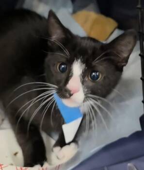 A2477887 -  Domestic Short Hair Cat for Adoption in Fort Lauderdale, Florida - A2477887 | PetCurious