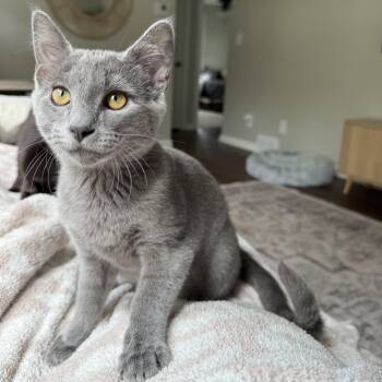 Cloud -  Domestic Short Hair Cat for Adoption in Hartville, Ohio - Cloud | PetCurious