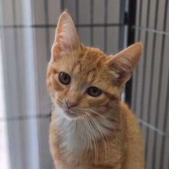 Phish Food -  Domestic Short Hair Cat for Adoption in Muncie, Indiana - Phish Food | PetCurious