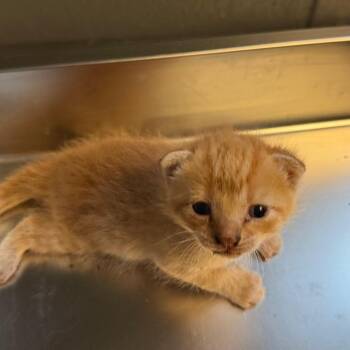 Sunny -  Domestic Short Hair Cat for Adoption in Tuscaloosa, Alabama - Sunny | PetCurious