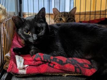Domestic Short Hair Cats Available for Adoption - Trix | PetCurious