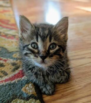 Ziggy -  Domestic Short Hair Cat for Adoption in Medford, Wisconsin - Ziggy | PetCurious