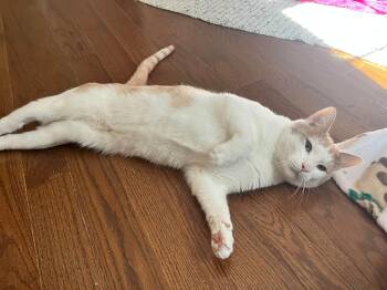 Tom & Jerry - bonded brothers -  Domestic Short Hair Cat for Adoption in Enfield, Connecticut - Tom & Jerry - Bonded Brothers | PetCurious