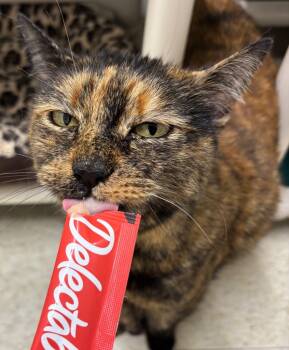 Rescue Domestic Short Hair Cats for Adoption in Fall River, Massachusetts - Tilly | PetCurious