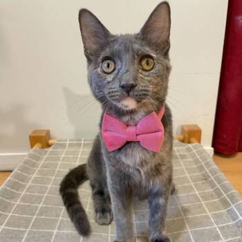 Rescue Domestic Short Hair Cats for Adoption - Sylvie | PetCurious