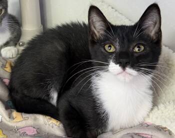 Nicky -  Domestic Short Hair Cat for Adoption in Dunkirk, New York - Nicky | PetCurious