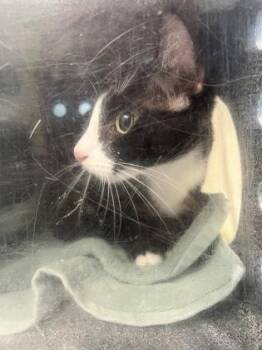 Smudge -  Domestic Short Hair Cat for Adoption in Daytona Beach, Florida - Smudge | PetCurious