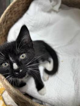Bok Choy -  Domestic Short Hair and Tuxedo Cat Available for Adoption in Greensboro, North Carolina - Bok Choy | PetCurious