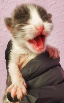 Domestic Short Hair Cats Available for Adoption in El Paso, Texas - 60741092 | PetCurious