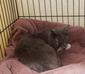Domestic Short Hair Cats Available for Adoption in Thousand Oaks, California - Gandolf The Gray | PetCurious